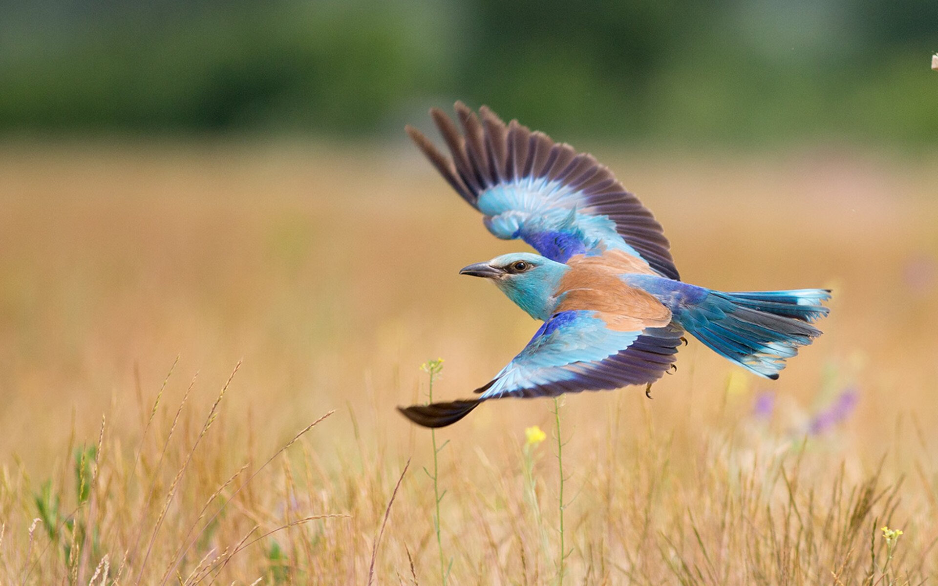 九游网-“六人制袋棍球：成都七中东部赛场上演速度与策略之战”