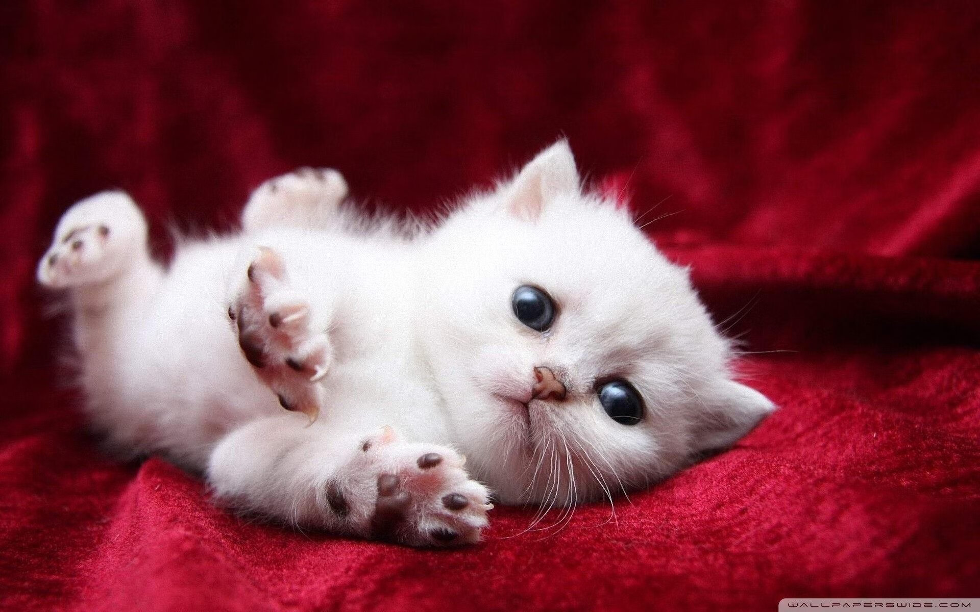 JiuyouAPP下载-英超冠军争霸：胜负在一瞬间决定！，英超冠军联赛赛程