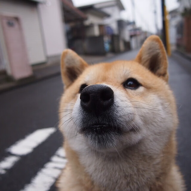 九游用户空间-黄蜂发布球队新口号强调拼搏与专注，黄蜂队 口号
