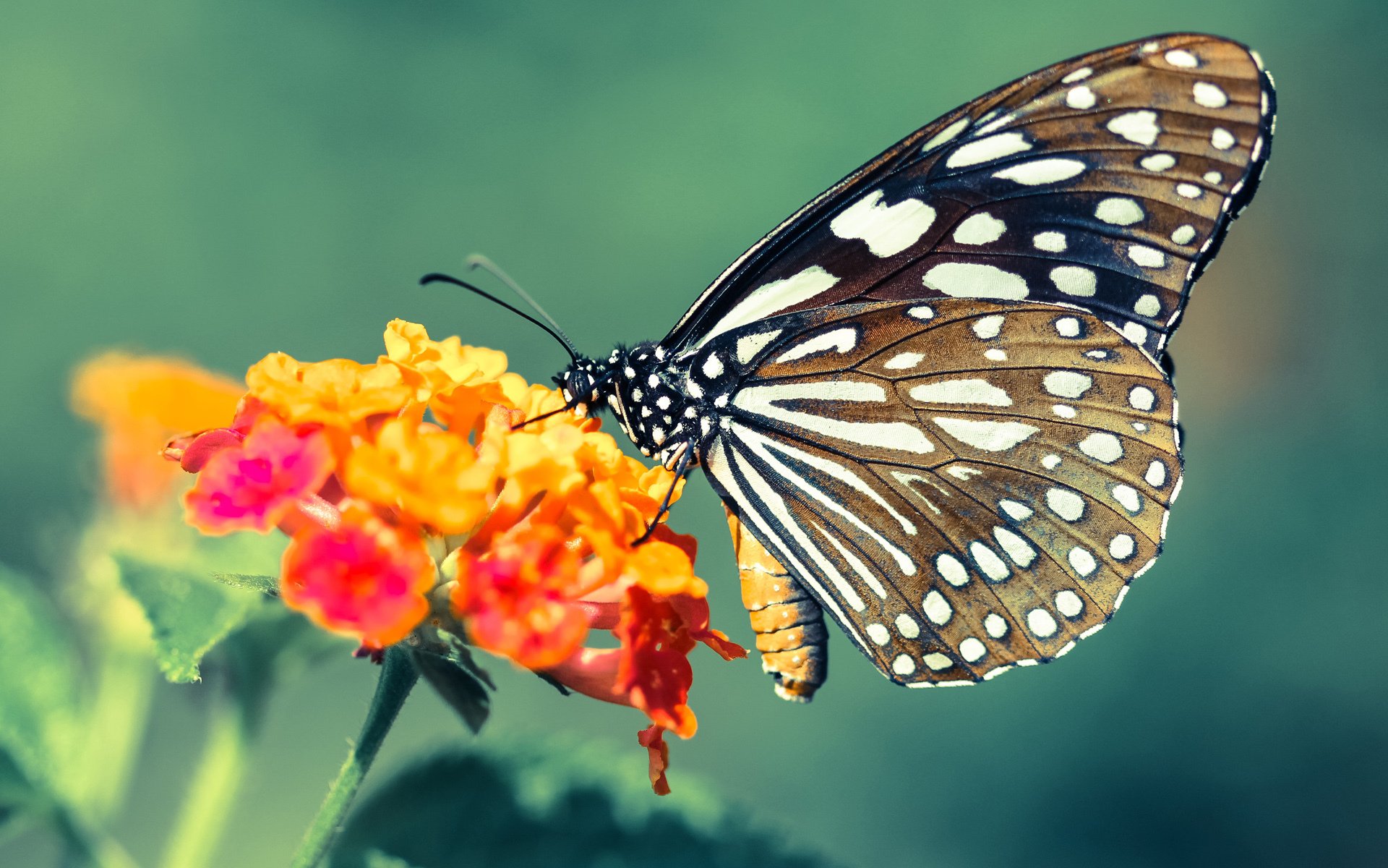 九游官网下载电脑版-《冠军》爆料欧文心声：年少成名，但我依旧从容！，欧文的冠军