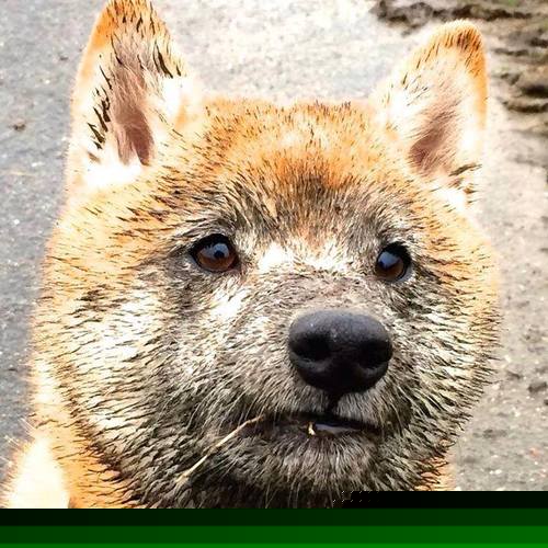 九游网-七人制橄榄球历史上的经典赛事回顾，七人制橄榄球联赛